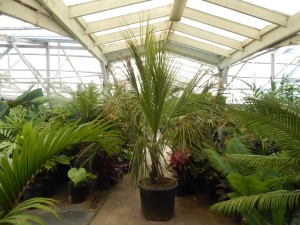 BECCARIOPHOENIX ALFREDII THE MADAGASCAR PLATEAU COCONUT PALM