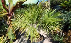 BECCARIOPHOENIX ALFREDII THE MADAGASCAR PLATEAU COCONUT PALM