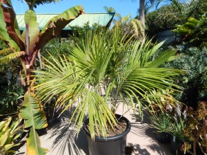 BECCARIOPHOENIX ALFREDII THE MADAGASCAR PLATEAU COCONUT PALM