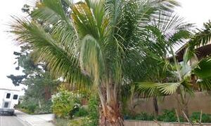 BECCARIOPHOENIX ALFREDII THE MADAGASCAR PLATEAU COCONUT PALM