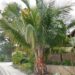 BECCARIOPHOENIX ALFREDII THE MADAGASCAR PLATEAU COCONUT PALM