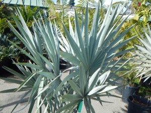 BISMARCKIA NOBILIS BLUE SINGLE TRUNK FAN PALM FROM MADAGASCAR