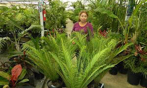 BLECHNUM GIBBUM FERN”MINIATURE TREE FERN”
