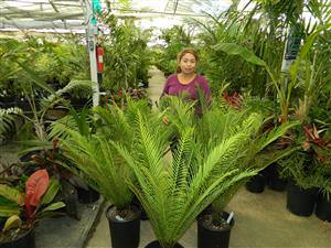 BLECHNUM GIBBUM FERN”MINIATURE TREE FERN”