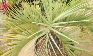 BLUE BUTIA CAPITATA THE BLUE PINDO PALM MEDIUM SIZED PINNATE PALM WITH BLUE OR BLUE-GREEN LEAVES