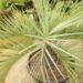 BLUE BUTIA CAPITATA THE BLUE PINDO PALM MEDIUM SIZED PINNATE PALM WITH BLUE OR BLUE-GREEN LEAVES