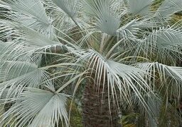 BRAHEA ARMATA THE MEXICAN BLUE FAN PALM BLUE HESPER PALM 