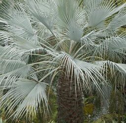 BRAHEA ARMATA THE MEXICAN BLUE FAN PALM BLUE HESPER PALM 