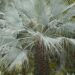 BRAHEA ARMATA THE MEXICAN BLUE FAN PALM BLUE HESPER PALM 