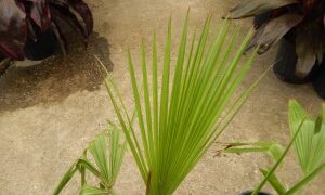 BRAHEA MOOREI AVAILABLE THE DWARF ROCK PALM