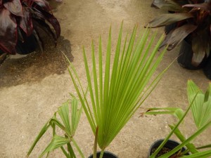 BRAHEA MOOREI AVAILABLE THE DWARF ROCK PALM