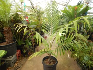 BURRETIOKENTIA HAPALA AN EXOTIC NEW CALEDONIAN PALM FOR SOUTHERN CALIFORNIA