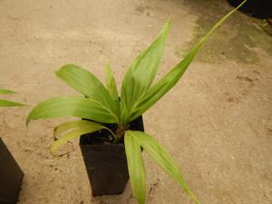 BURRETIOKENTIA HAPALA AN EXOTIC NEW CALEDONIAN PALM FOR SOUTHERN CALIFORNIA