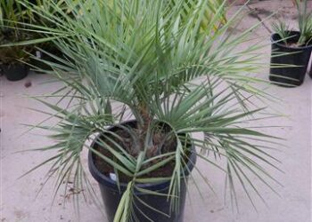 BUTIA PARAGUAYENSIS BLUE-GREEN BUTIA FROM SOUTH AMERICA