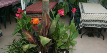 CANNA LILY AMBASSAOR SUMMER BLOOMER – DARK RED FLOWERS CLUSTERING TROPICAL COMPANION PLANT