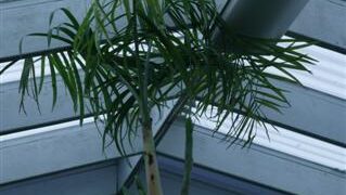 CHAMAEDOREA GLAUCIFOLIA SUPER SIMILAR TO C. PLUMOSA