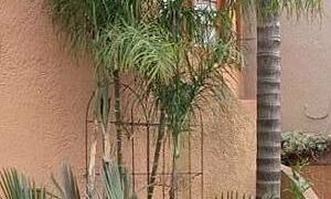 CHAMAEDOREA PLUMOSA THE BABY QUEEN PALM