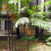 CHAMAEDOREA TEPEJILOTE SINGLE TRUNK, TALL SHADE-LOVING PINNATE PALM