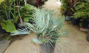 CHAMAEROPS CERIFERA NATIVE TO MOROCCO THE SEMI-DWARF “BLUE MED FAN”