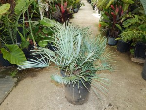 CHAMAEROPS CERIFERA NATIVE TO MOROCCO THE SEMI-DWARF “BLUE MED FAN”