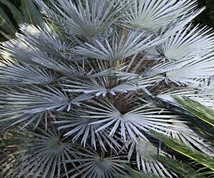 CHAMAEROPS CERIFERA NATIVE TO MOROCCO THE SEMI-DWARF “BLUE MED FAN”