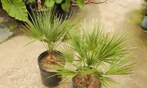 CHAMAEROPS HUMILIS – GREEN FORM LOVES SUN AND HEAT – VERY COLD HARDY