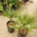 CHAMAEROPS HUMILIS – GREEN FORM LOVES SUN AND HEAT – VERY COLD HARDY