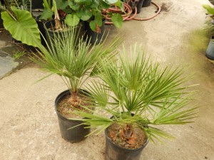 CHAMAEROPS HUMILIS – GREEN FORM LOVES SUN AND HEAT – VERY COLD HARDY