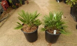 CHAMAEROPS HUMILIS VULCANO SUPER RARE & HARD TO FIND DWARF & COLD HARDY FAN PALM