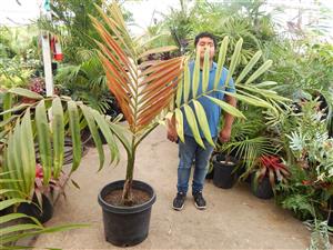 CHAMBEYRONIA MACROCARPA THE FLAME THROWER PALMNEW RED EMERGING LEAF