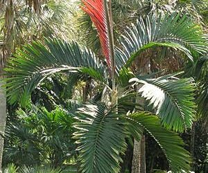 CHAMBEYRONIA MACROCARPA THE FLAME THROWER PALMNEW RED EMERGING LEAF