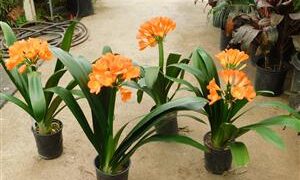 CLIVIA MINIATA FLOWERS IN EARLY SPRING – ORANGE VARIETY