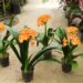 CLIVIA MINIATA FLOWERS IN EARLY SPRING – ORANGE VARIETY