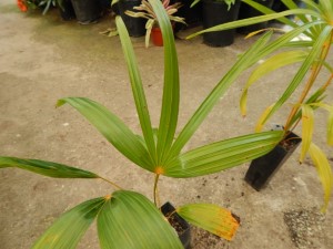 COCCOTHRINAX BARBADENSIS