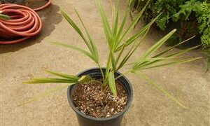 COPERNICIA PRUNIFERA THE CARNAUBA WAX PALM
