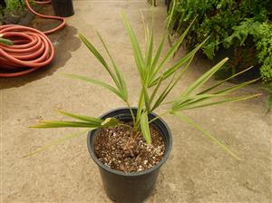 COPERNICIA PRUNIFERA THE CARNAUBA WAX PALM