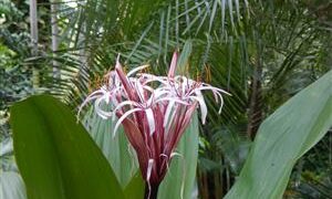 CRINUM AMABILE – PURPLE LEAF LARGE CRINUM TYPE LILY – AKA “QUEEN EMMA LILY”