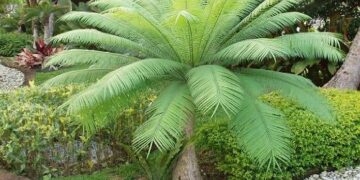 CYCAS PETRAEA SUPER RARE GREEN CYCAD FROM THAILAND 