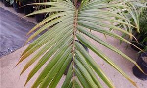 DICTYOSPERMA ALBUM VAR RUBRUM PRINCESS PALM, HURRICANE PALM