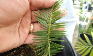 DIOON CAPUTOI RARE MEXICAN SMALLER CYCAD FOR SUN