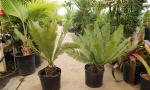 DIOON EDULE SMALL TO MEDIUM SIZED MEXICAN CYCAD