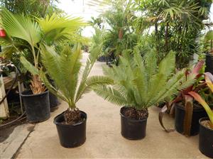 DIOON EDULE SMALL TO MEDIUM SIZED MEXICAN CYCAD
