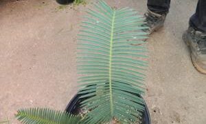 DIOON EDULE VARIETY TAMAULIPAS GLAUCOUS GREEN THIN LEAF MEXICAN CYCAD