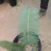 DIOON EDULE VARIETY TAMAULIPAS GLAUCOUS GREEN THIN LEAF MEXICAN CYCAD
