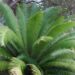 DIOON MEJIAE AN ATTRACTIVE MEDIUM SIZED CYCAD