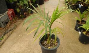 DYPSIS ARENARUM THE SAND PALM
