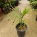 DYPSIS ARENARUM THE SAND PALM