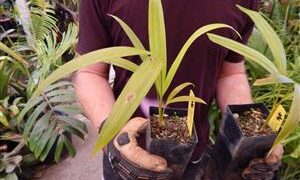 DYPSIS ARENARUM THE SAND PALM