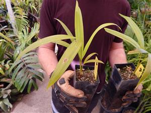 DYPSIS ARENARUM THE SAND PALM