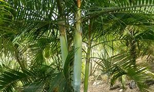 DYPSIS BARONII RARE MADAGASCAR PALM